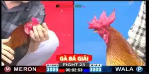 Đá gà Philippines – Khám phá thế giới đá gà hấp dẫn tại MB66